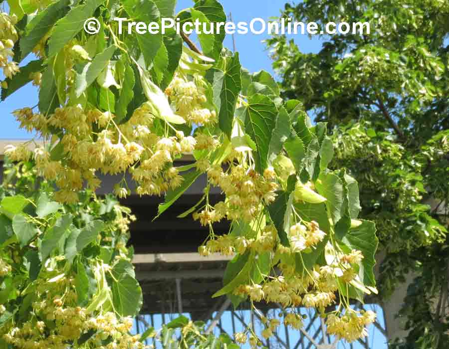 Linden Tree Pictures, Photos & Information on Linden Trees