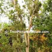 Mahonany Tree Large in florida USA