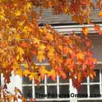 Maple Leaves: Maple Trees in the Autumn | Tree:Maple+Leaves @ TreePicturesOnline.com