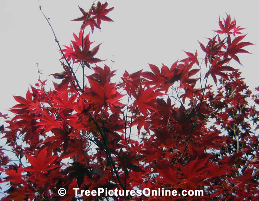 Japanese Maple Tree Leaves in the Height of Color