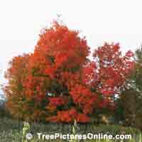 Oaks: Fall Red Oak Trees | Tree:Oak+Red @ TreePicturesOnline.com