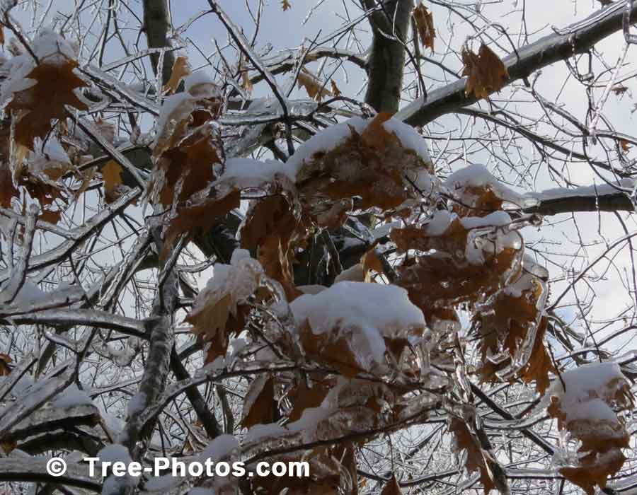 Red Oak Leaves After Ice Storm Winter 2013