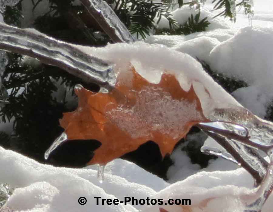 Red Oak Leaf Frozen In Time Winter 2013