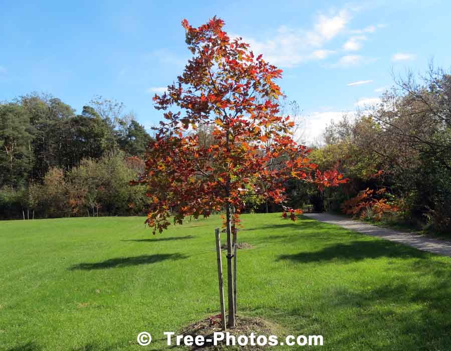 Oaks, Young Oak Tree in Fall Color