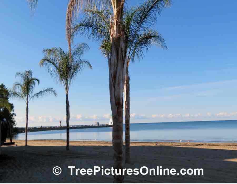 Palm Trees Line the Beach in Port Dover, Ontario
