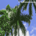 Palms; Street Palm Trees | Tree+Palm @ Tree-Pictures.com