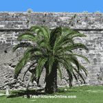 Palm; Palm Tree at DockYards Fort | Tree+Palm +Fruit @ Tree-Pictures.com