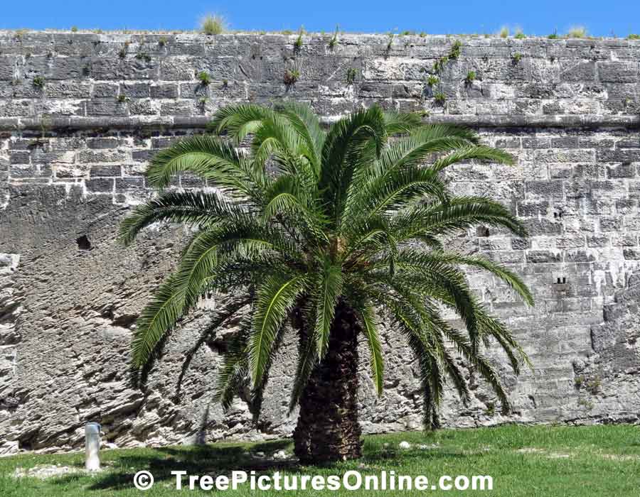 Palm; Palm Tree at DockYards Fort