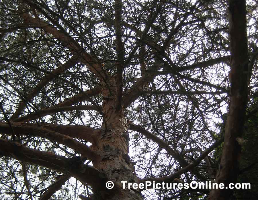 Pine, Picture of Scotch Pine, Tree Trunk & Branches