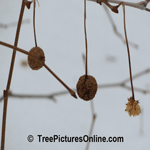 Sycamore Tree Fruit: Winter Picture of Sycamore Fruit | Tree+Sycamore+Fruit @ Tree-Pictures.com