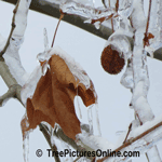 Sycamore Leaf and Fruit Encased in Ice | Tree+Sycamore+Fruit @ Tree-Pictures.com