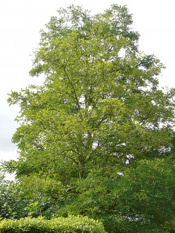 locust tree