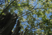 Locust Trees: Picture of Locust Tree Branches