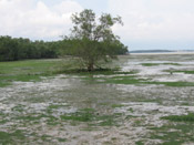 lone mangrove tree