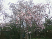 magnolia tree pic
