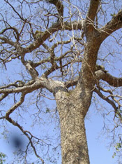 Mahogany Trees Pictures, Photo & Image of Old Mahogany Tree