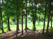 Mahogany Tree Pictures: Photo & Image of Nursery of Mahogany Trees