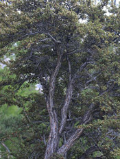 mahogany tree pic