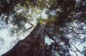 Mahogany Tree Pictures, Photo & Image of Large Mahogany Tree
