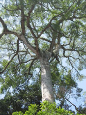 mahogany tree pic