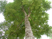 mahogany tree picture