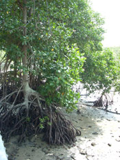 mangrove photo