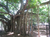 mangrove photo