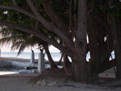 mangrove tree image