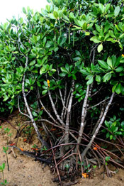 Mangrove Tree Pictures, Information on Mangrove Trees