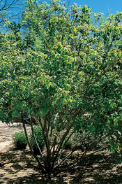 mexican buckeye shrub