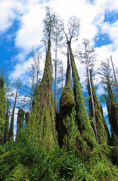 cypress tree climbing fern trees usa florida species park invasive places old microphyllum lygodium everglades visit national adventurous weed agricultural