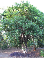 Nice Cashew Tree