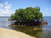 nice mangrove tree