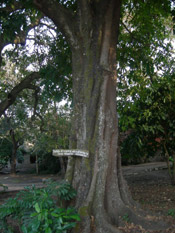 Mahogany Tree Pictures: Nice Large Mahogany Tree