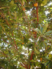 Nutmeg Tree Pictures: Nutmeg Spice