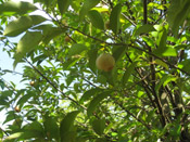 Nutmeg Tree Pictures; Nutmeg on Tree