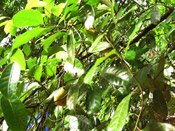 Pictures of Nutmeg Trees; Nutmegs