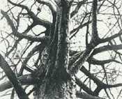 Old Ebony Tree