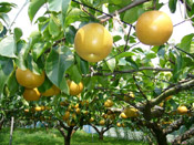 japanese pear tree