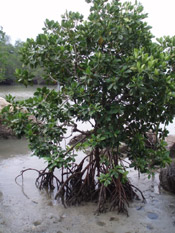 mangrove picture