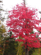 flowering maple tree