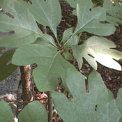 sassafras leaf
