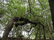sassafras tree photo