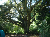 southern beech tree