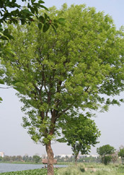 Pictures of Mahogany Trees, Spanish Mahogany Tree Type