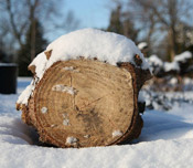 spruce log