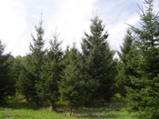 spruce trees