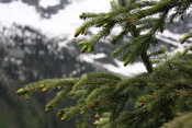 spruce tree image