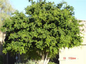 Texas Ebony Tree