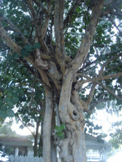 the mangrove tree